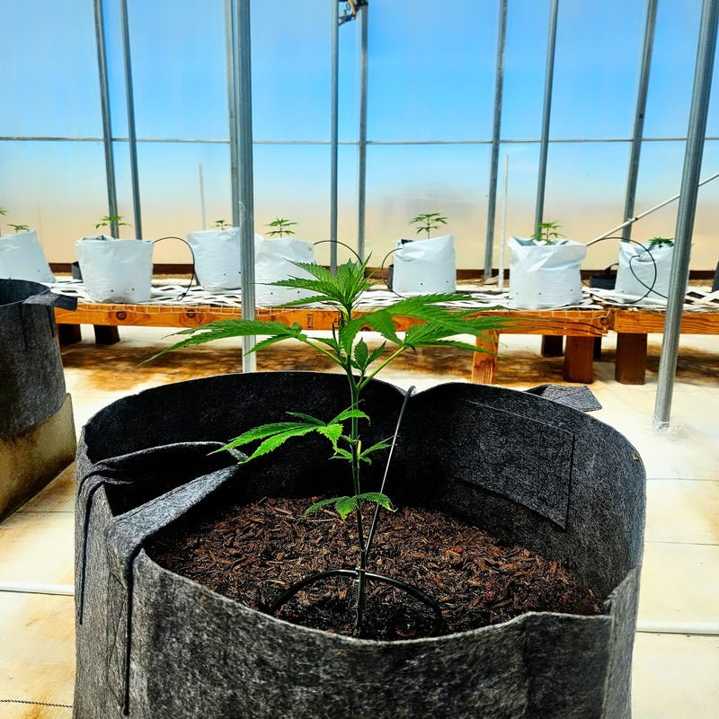 A Grower's Guide to Bulk Autoflower Seeds