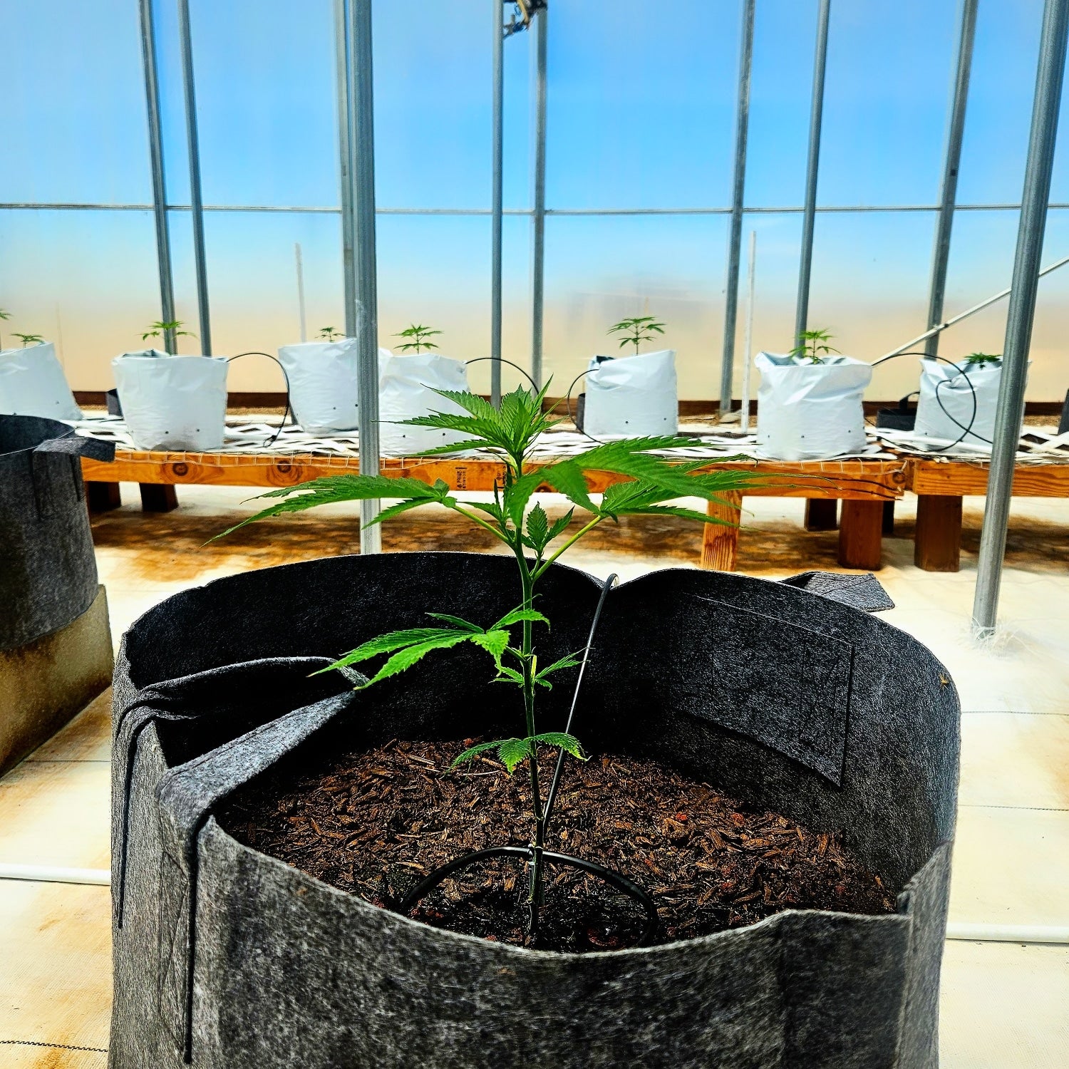 Bulk Autoflower Seeds 101: The Complete Guide