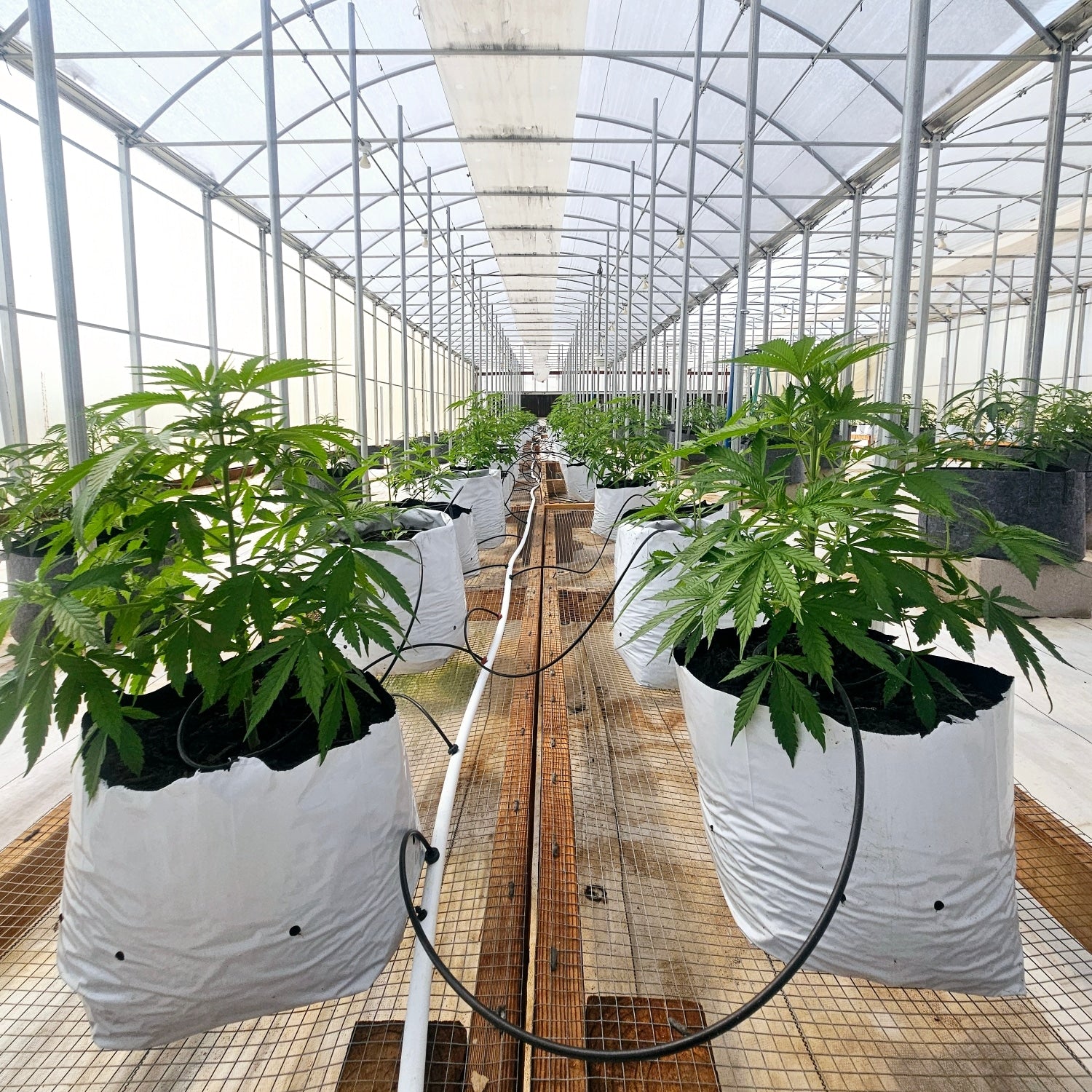 Feminized Seeds Meaning: Your Complete Guide