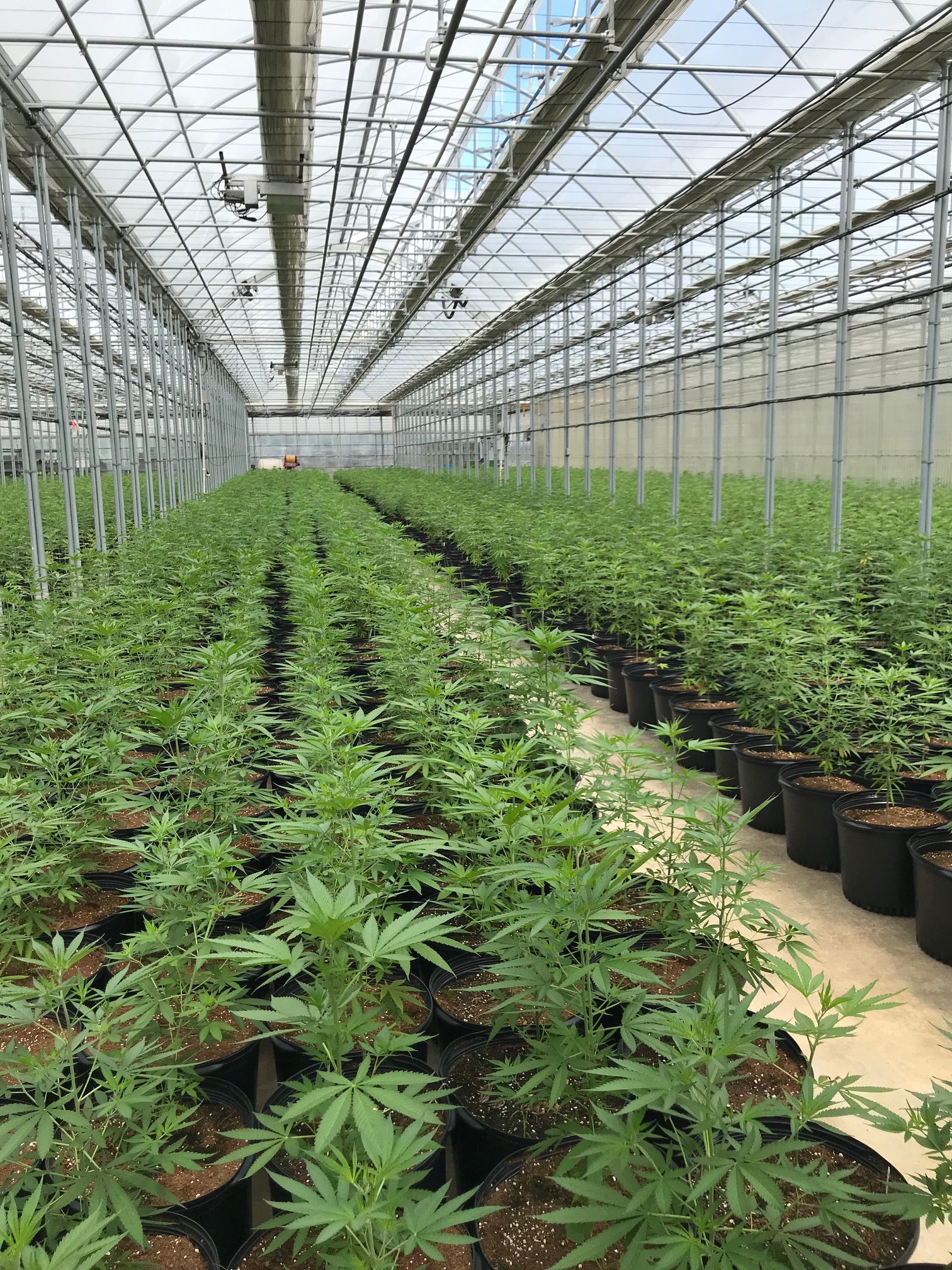 Greenhouse Germination vs. Direct Seeding for Cannabis Plants