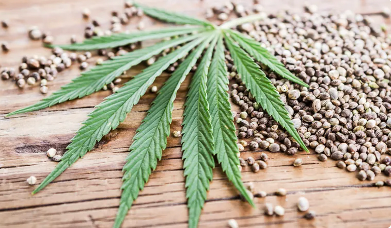 All Cannabis Seeds are now Legal to Sell Under Hemp
