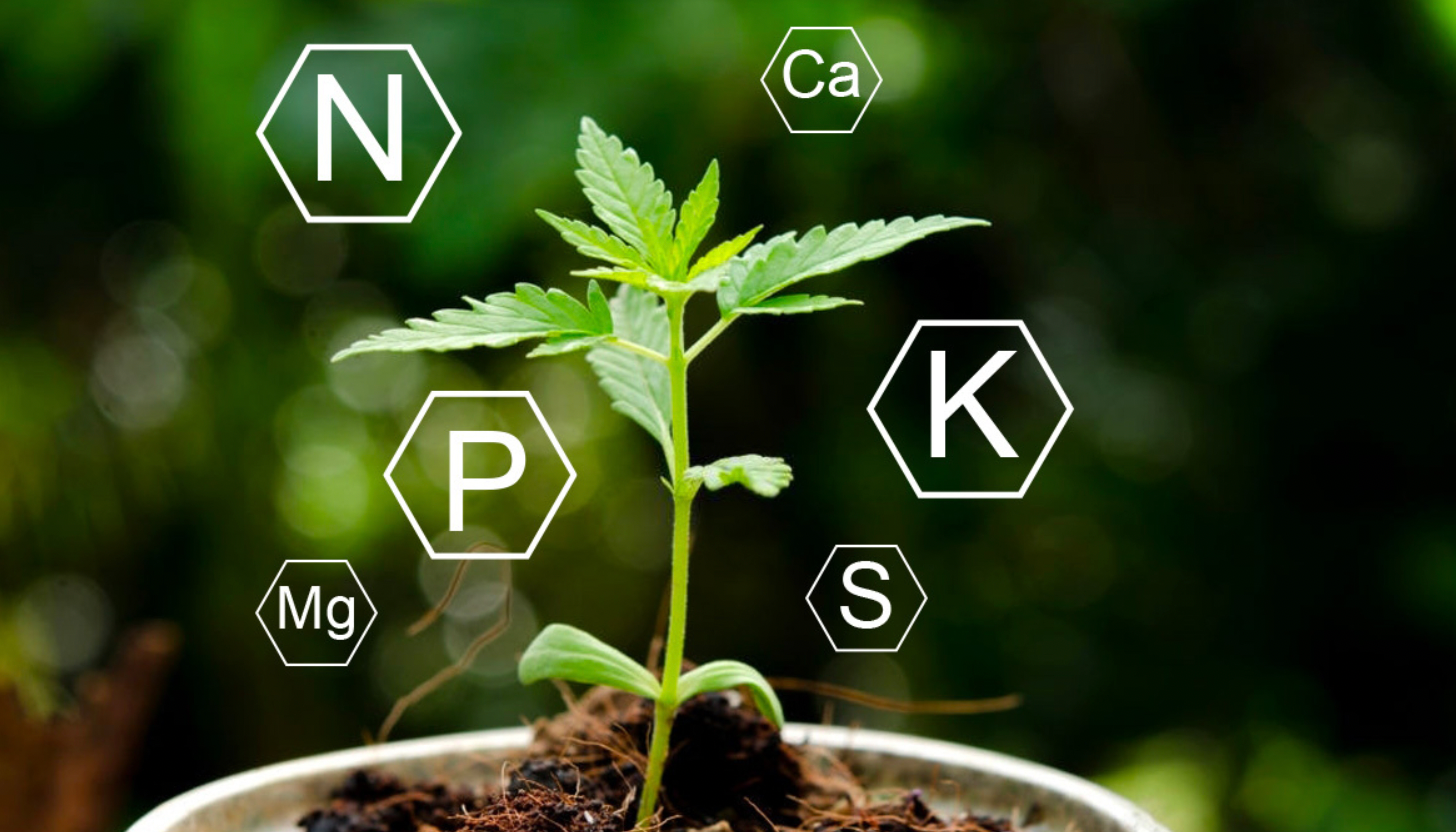 Cannabis Nutrients and Why they Matter