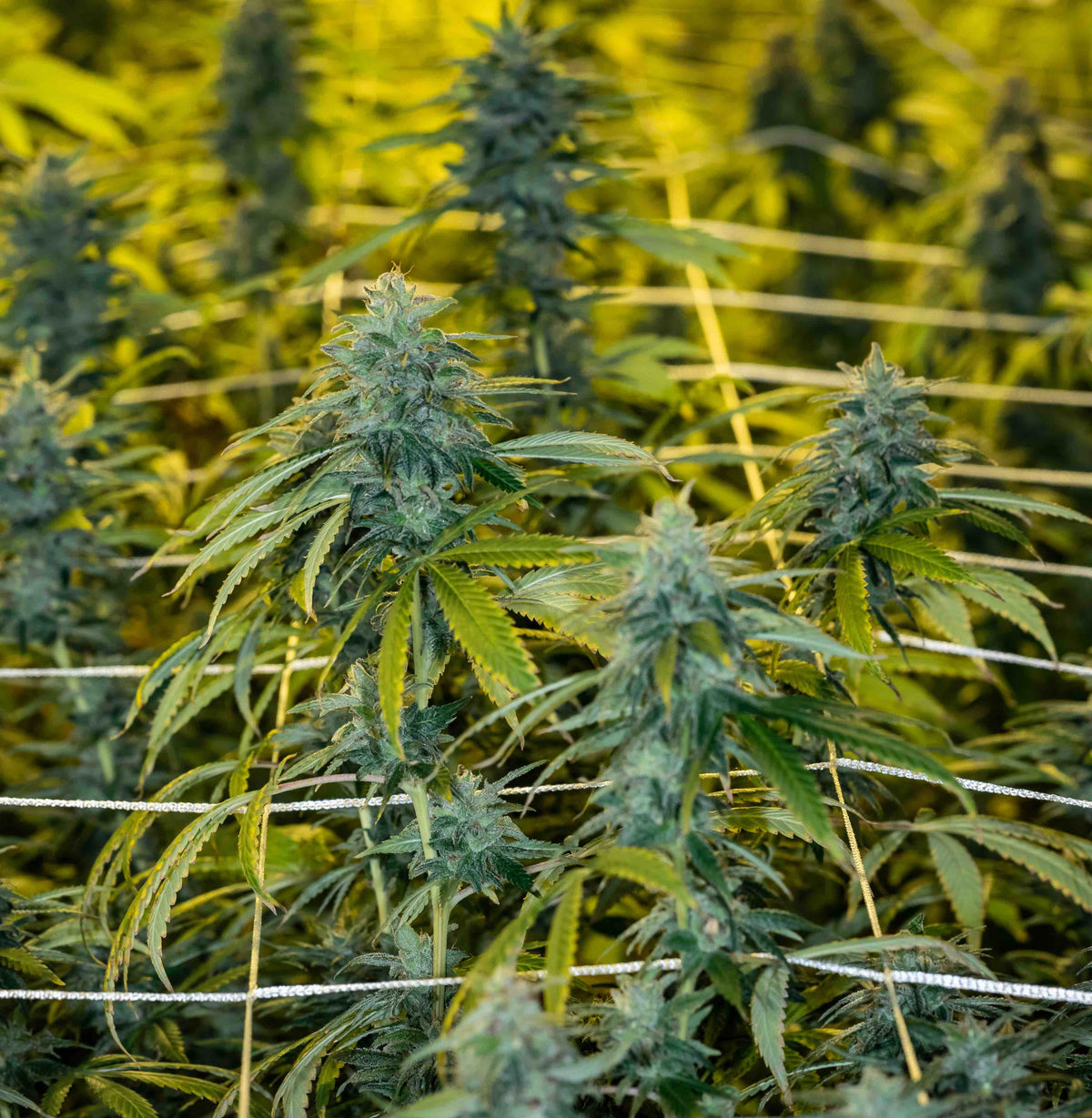 Hermie Plant Signs: How to Identify and Manage Them | Trilog