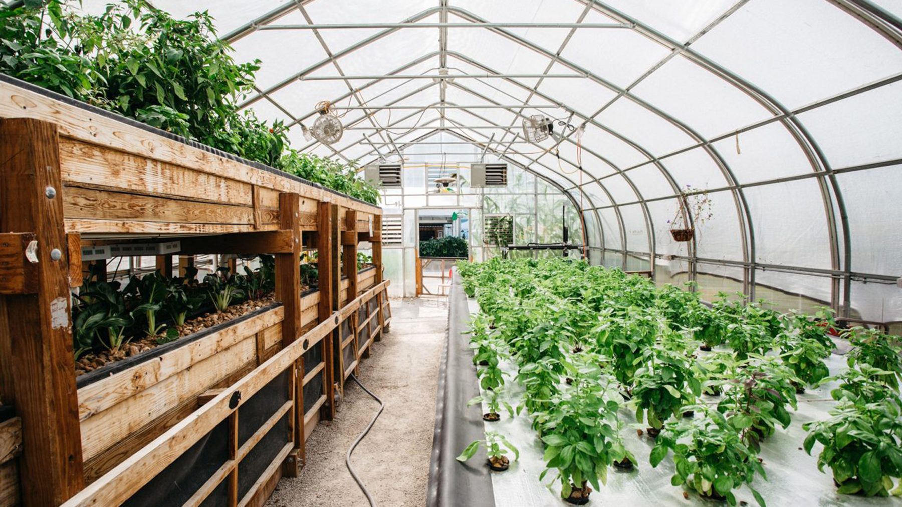 Cannabis Growing at Famous U.S. Agricultural Learning Center