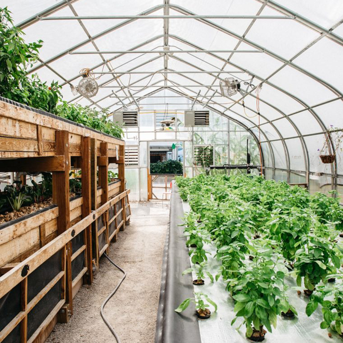 Cannabis Growing at Famous U.S. Agricultural Learning Center