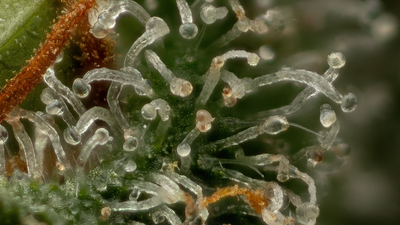 Feminized Hemp Seeds Vs. Seedlings Vs. Clones
