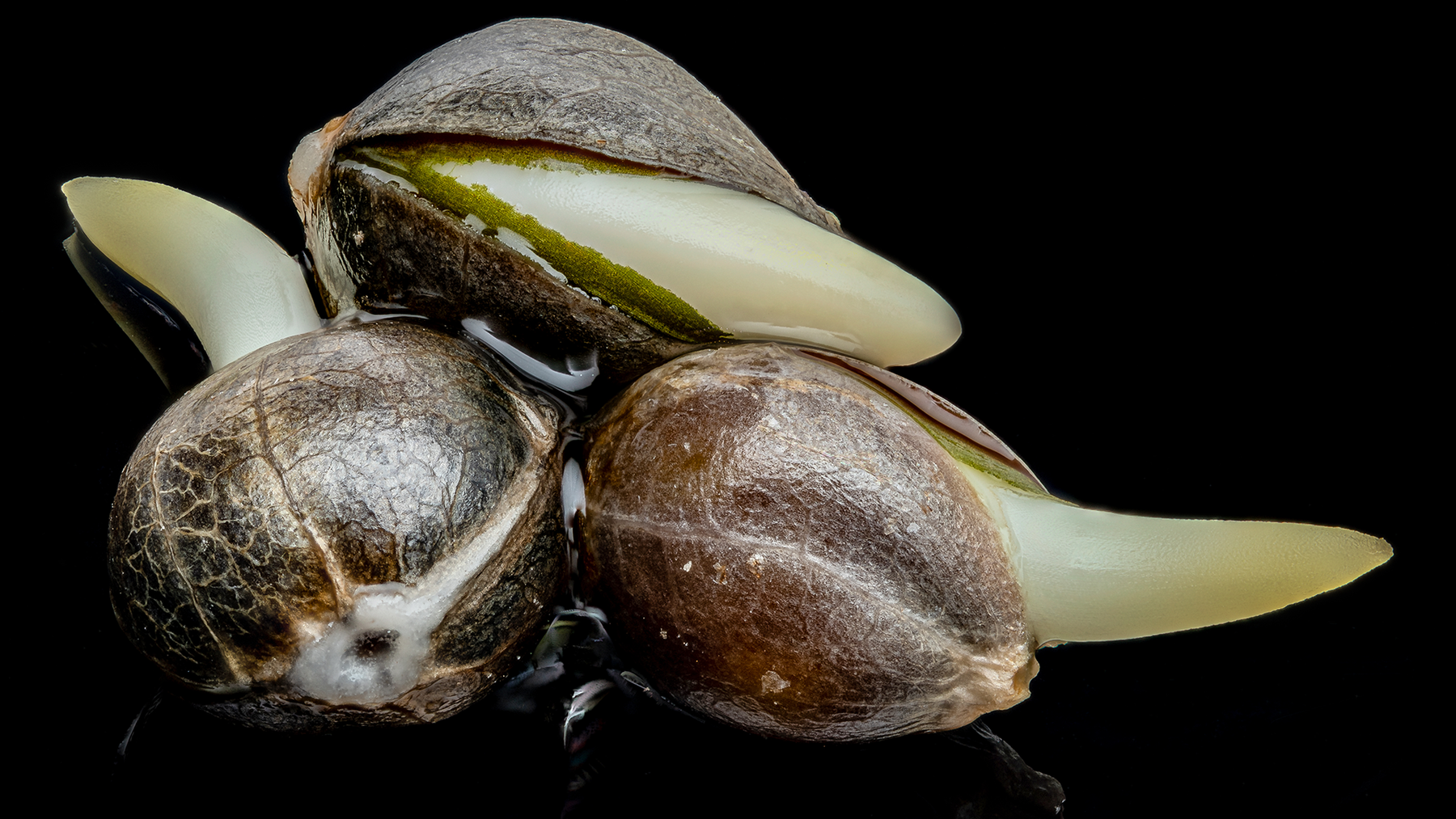 A close-up photograph of three sprouted hemp seeds on a black background.
