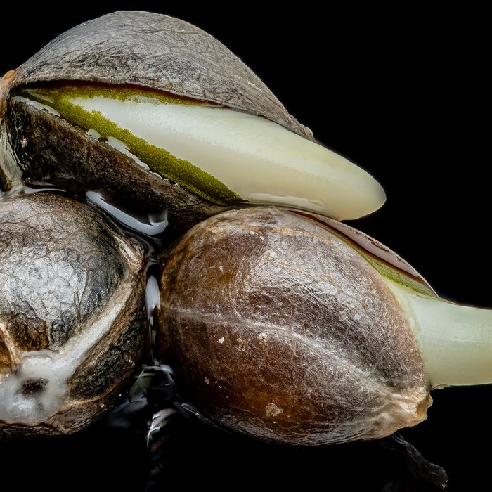 A close-up photograph of three sprouted hemp seeds on a black background.