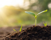 Autoflower seedling emerging from soil.