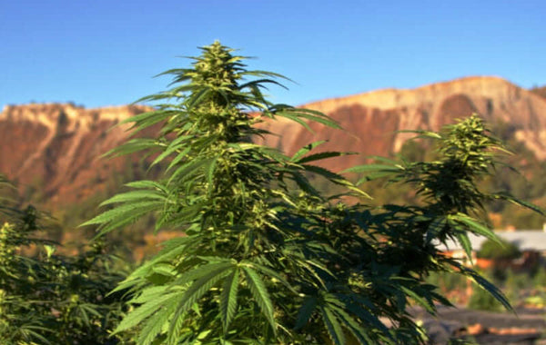 The Superiority of Growing Triploid Cannabis Seeds