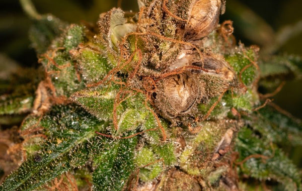 Cannabis flower with visible seeds and resin, created using Trilogene Seeds.