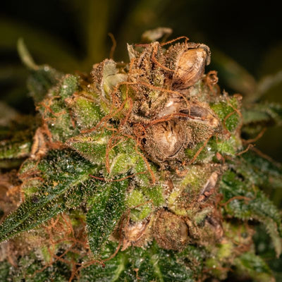 Autoflower vs Feminized Seeds: Which is Right for Your Grow?