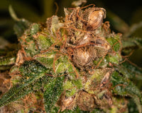 Cannabis flower with visible seeds and resin, created using Trilogene Seeds.