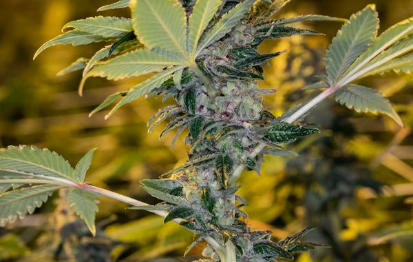 Macro shot of cannabis leaves, cultivated using Trilogene Seeds.