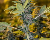 Macro shot of cannabis leaves, cultivated using Trilogene Seeds.