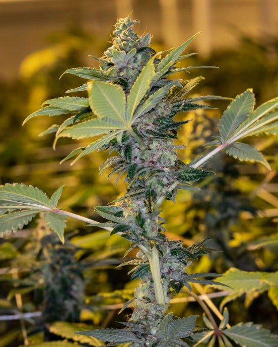 Macro shot of cannabis leaves, cultivated using Trilogene Seeds.