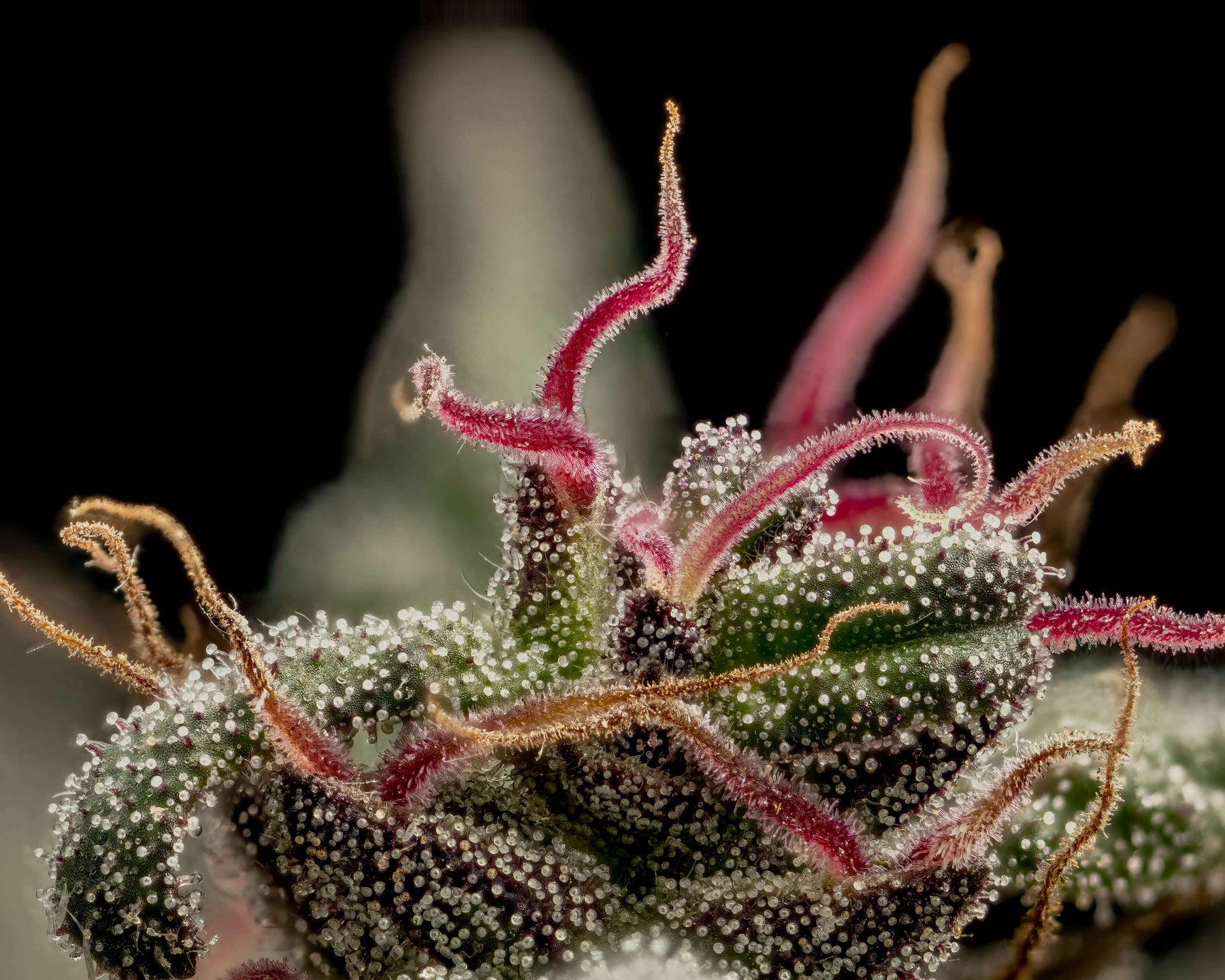 Trilogene Seeds: Honoring Cannabis Heritage with Legacy Strains