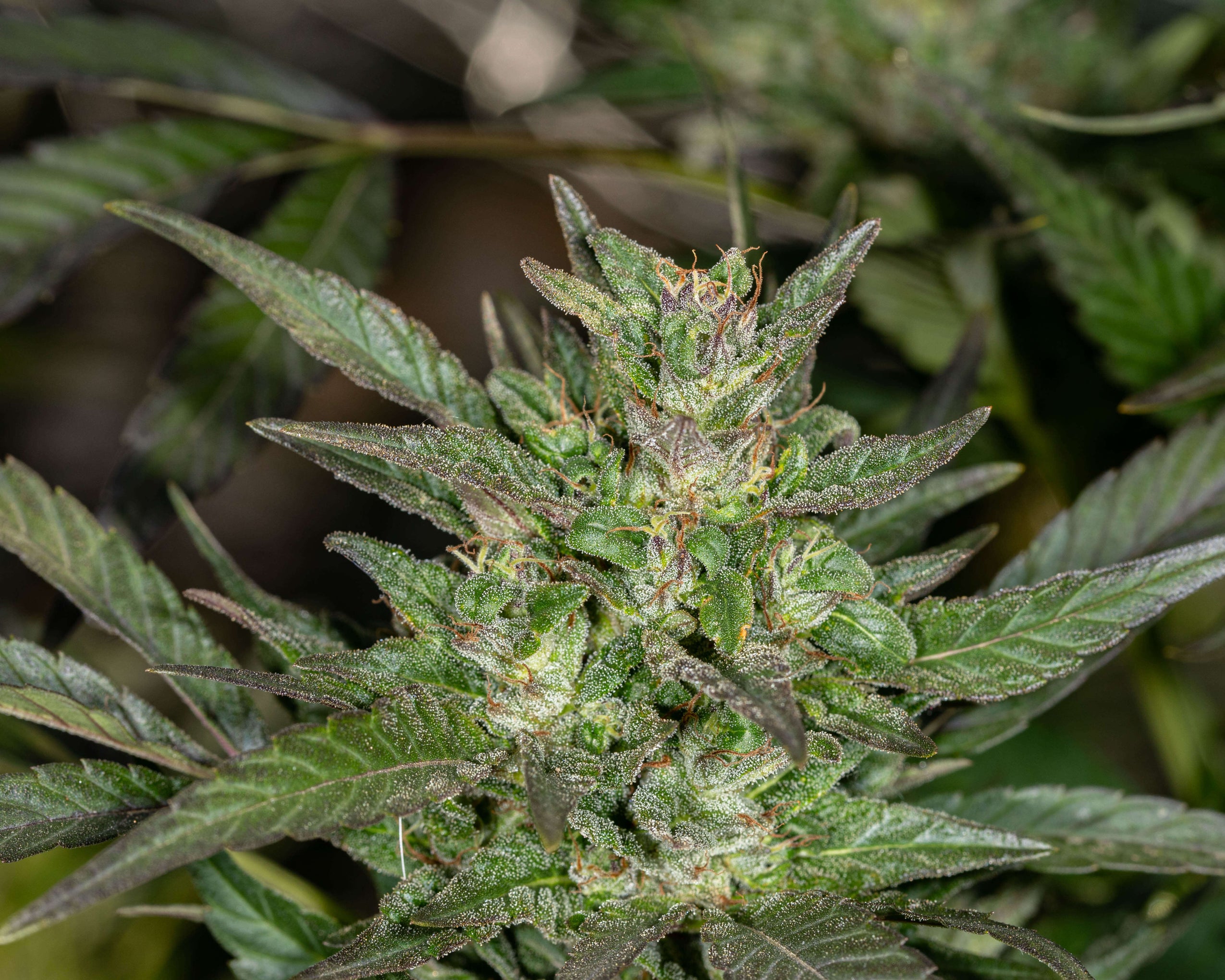 Germinating Marijuana Seeds: The Ultimate Guide