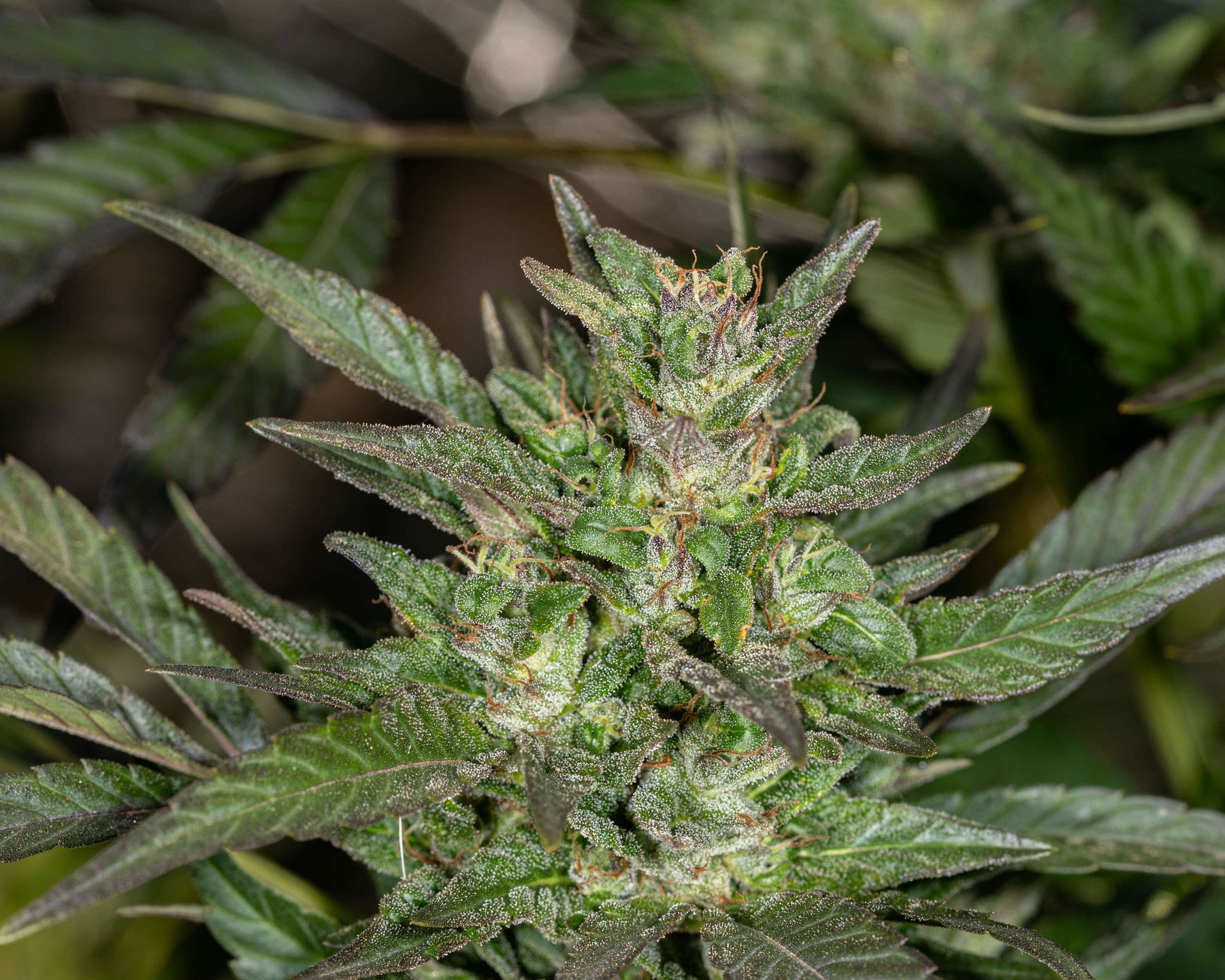 How to Germinate Marijuana Seeds Successfully