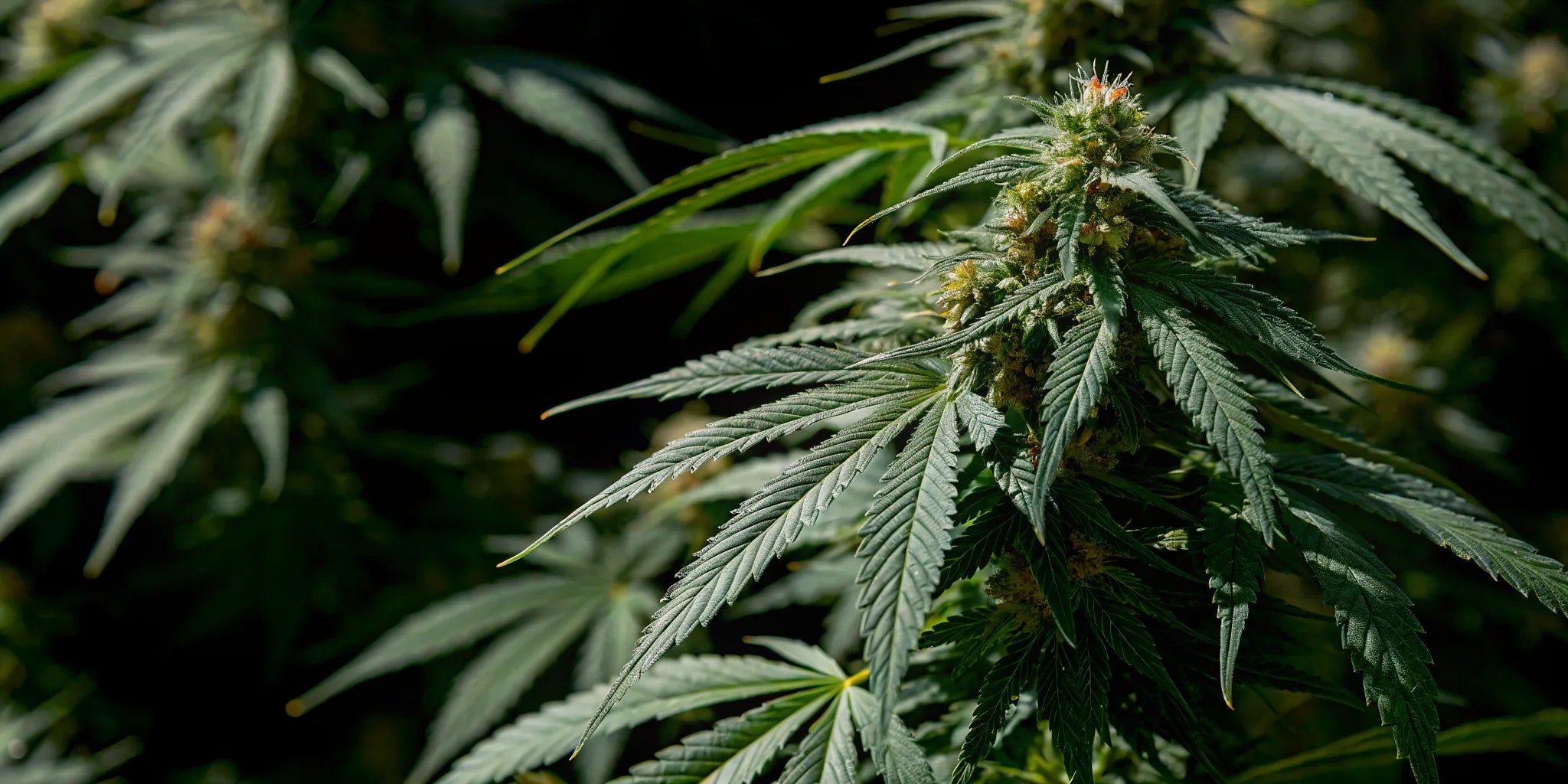 Healthy cannabis plant grown from a feminized seed.