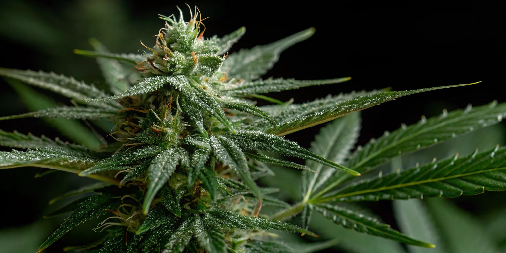 Best pot seed banks offer quality cannabis seeds.
