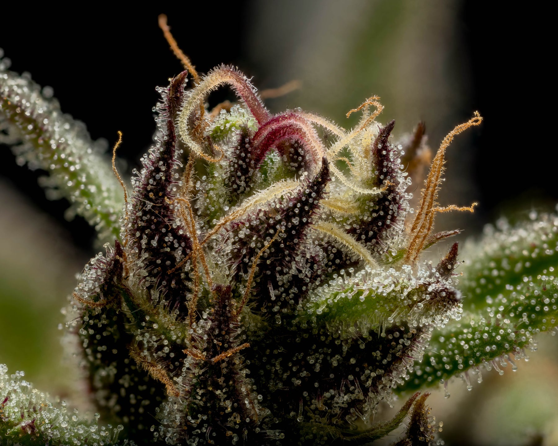 Cannabis Flower with Trichomes