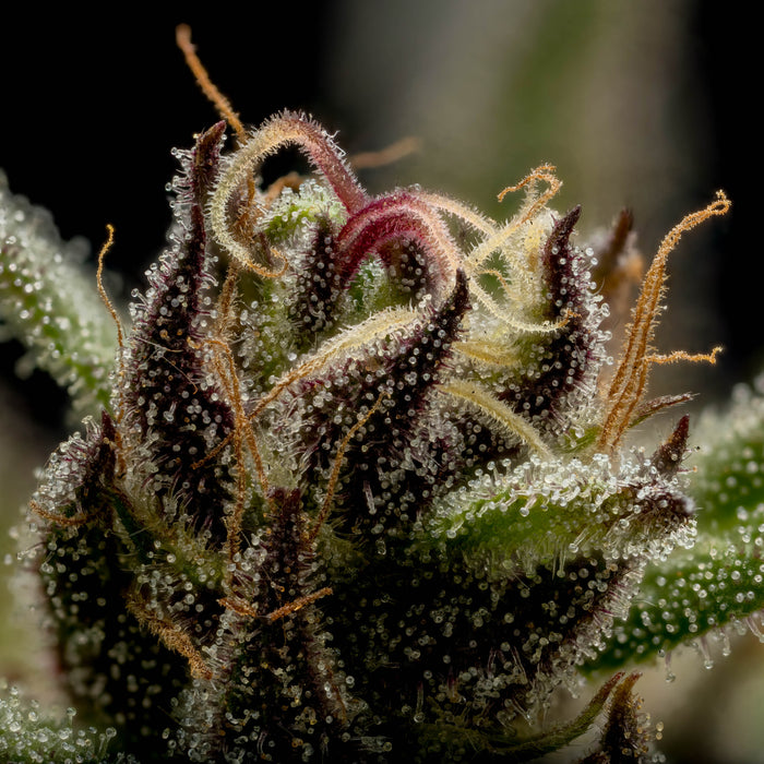 Cannabis Flower with Trichomes