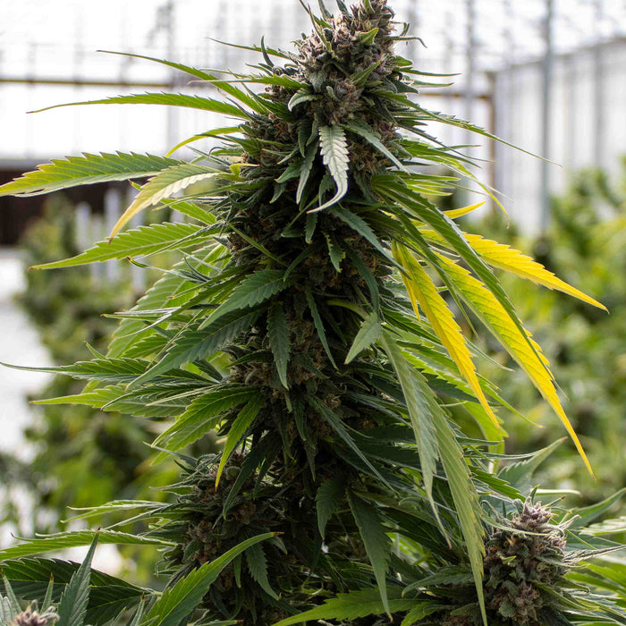 Feminized Cannabis Plant Flowering