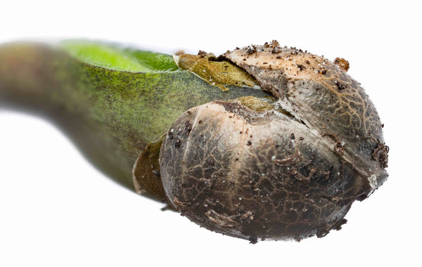 Triploid Cannabis Seeds: A Complete Guide for Growers