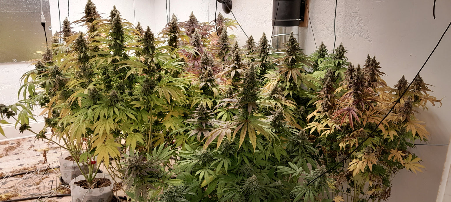 Sour Magic 3n Triploid Cannabis Seeds