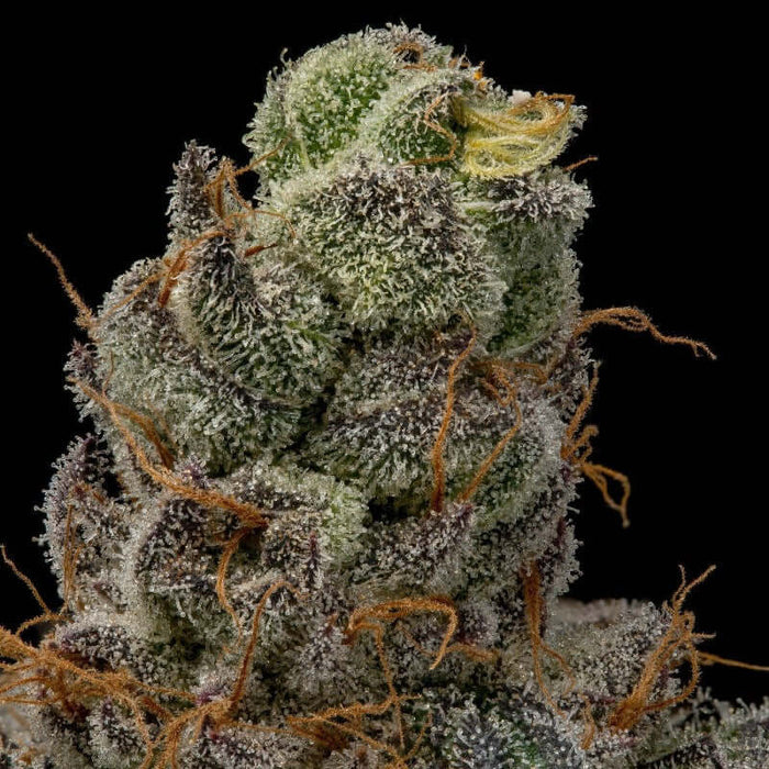 Acai Diesel Feminized Cannabis Seeds