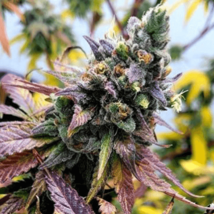 Acai Diesel Feminized Cannabis Seeds