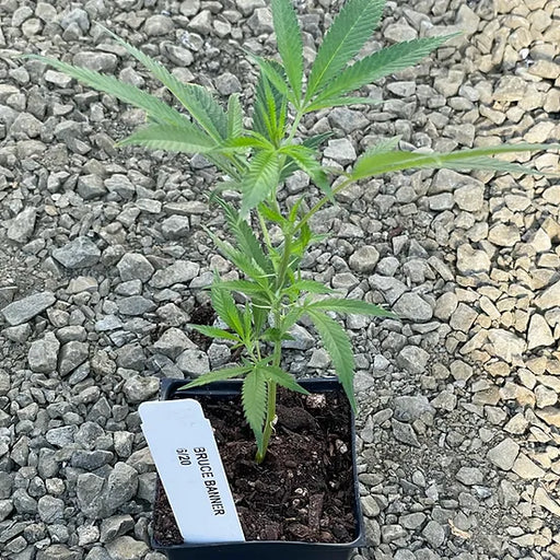 Bruce Banner Cannabis Weed Clone Trilogene Seeds
