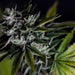 Slushy Freeze Feminized Cannabis Seeds  Chem 4 x Gorilla Glue 4