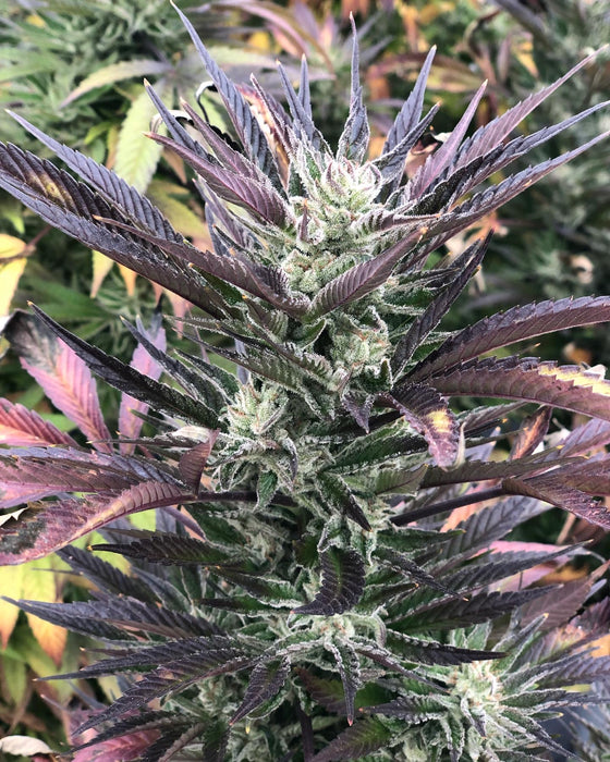 Sweet N’ Sour Feminized Cannabis Seeds