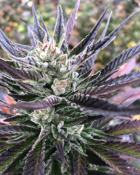 Sweet N' Sour Feminized Cannabis Seeds | Trilogene Seeds