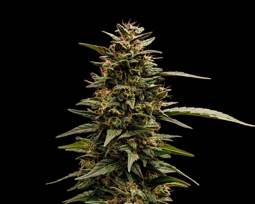 Cherry Sunrise CBD Seeds