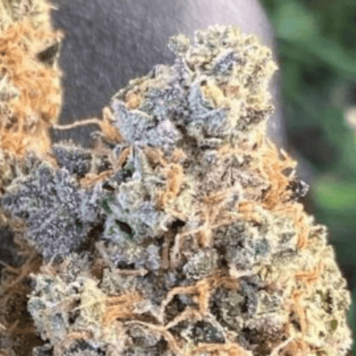 Auto EZ Bake Feminized Weed Plant Closeup