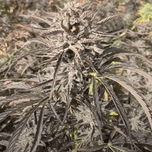 Auto EZ Bake Feminized Cannabis Plant
