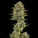 Auto Gas Feminized Cannabis Plant Flower