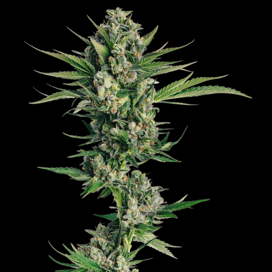 Honeycomb Chem Weed Seeds | Trilogene Seeds