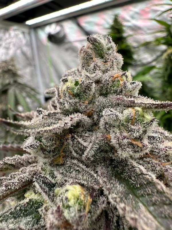 Sour Bremix 3n Triploid Cannabis Seeds