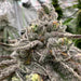 Sour Bremix Triploid Cannabis Seeds