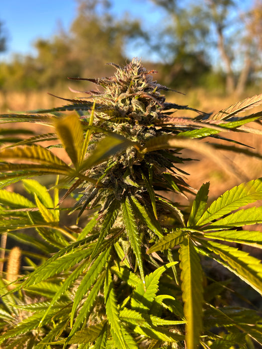 cbd plant seeds High C CBD Seeds
