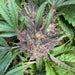Acai Diesel Cannabis Closeup