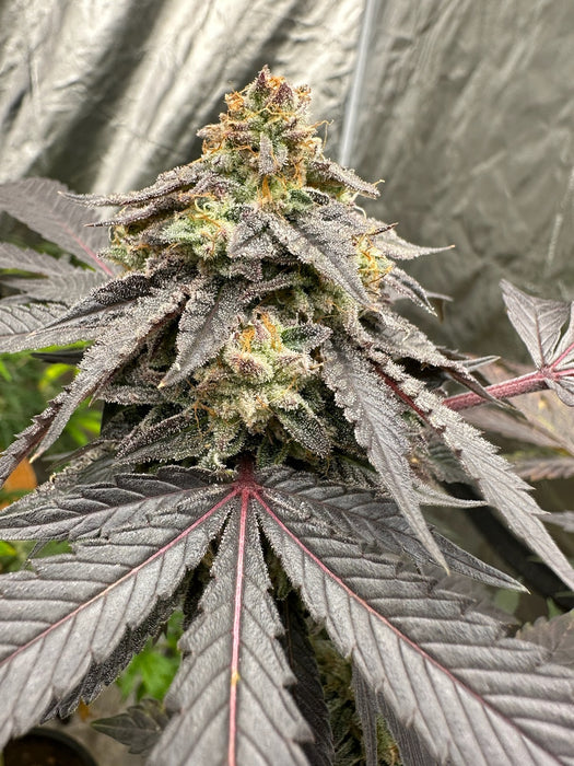 Sour Bremix 3n Triploid Cannabis Seeds