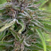 Socrates sour cannabis variety being grown outdoors in Illinois