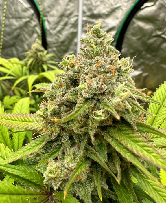 Sour Magic 3n Triploid Cannabis Seeds