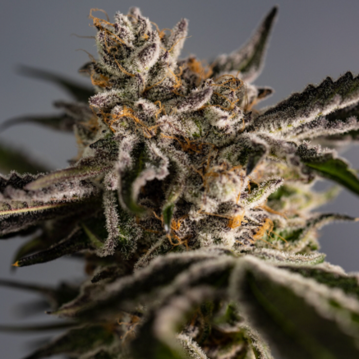Ice Cold Feminized Cannabis Seeds