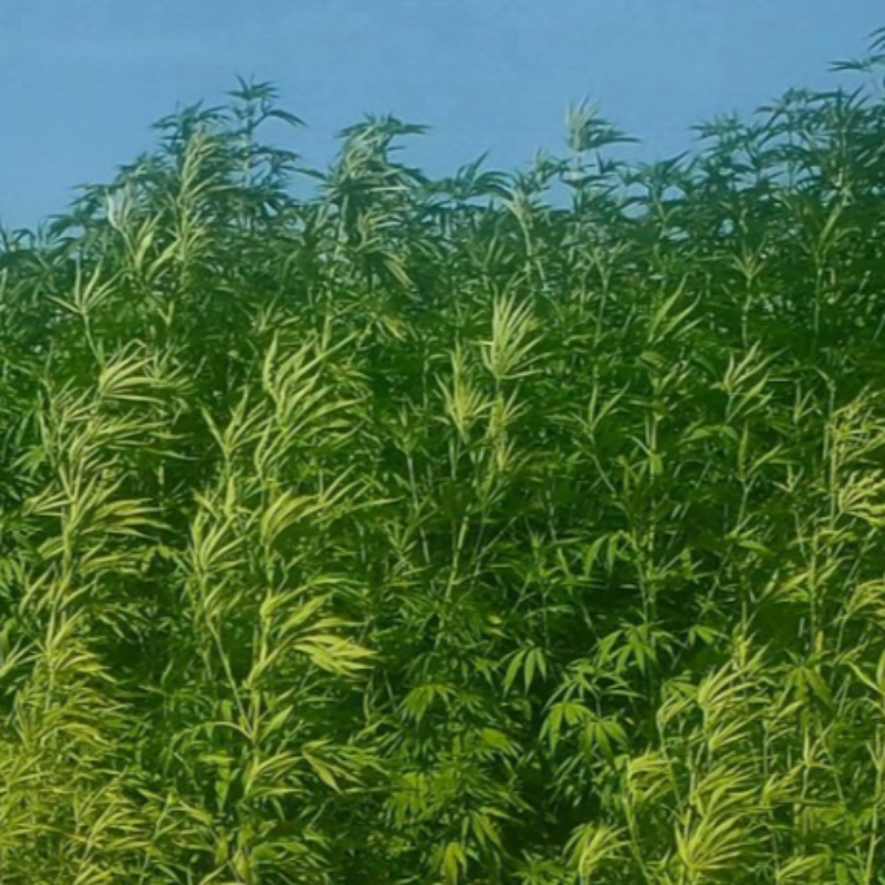 Industrial Hemp Seeds